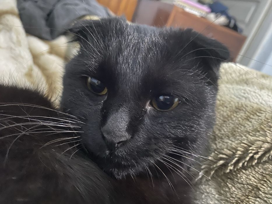 Scottish Fold qora erkak mushuk