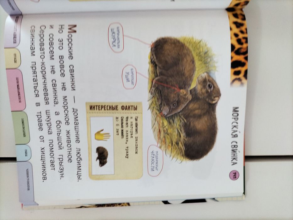 Энциклопедия для детей