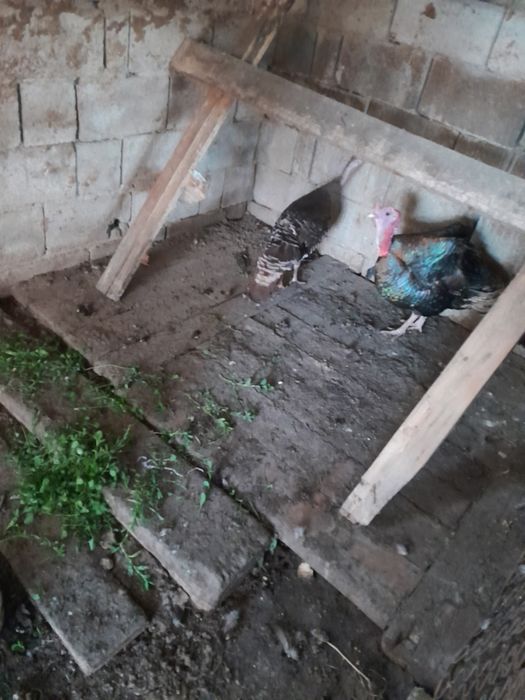 Продам пару индюков, самец и самку