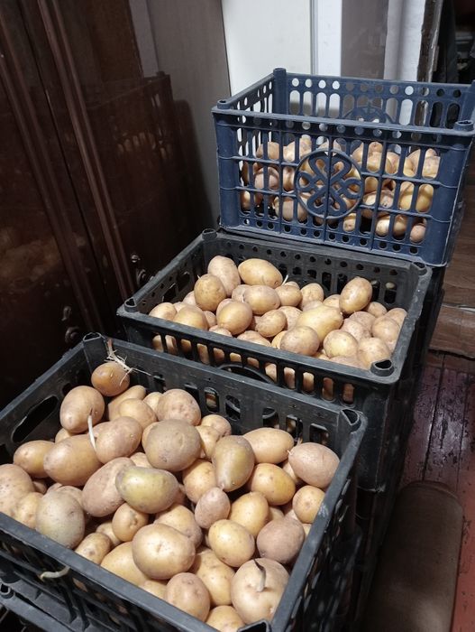 Продам картофель