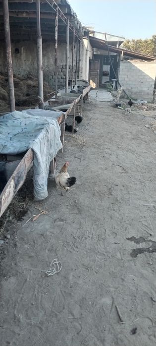 SOTILADI  Uy sharoit boqilgan