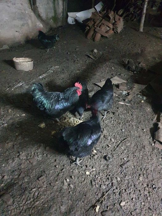 Млад петел черен австралоп