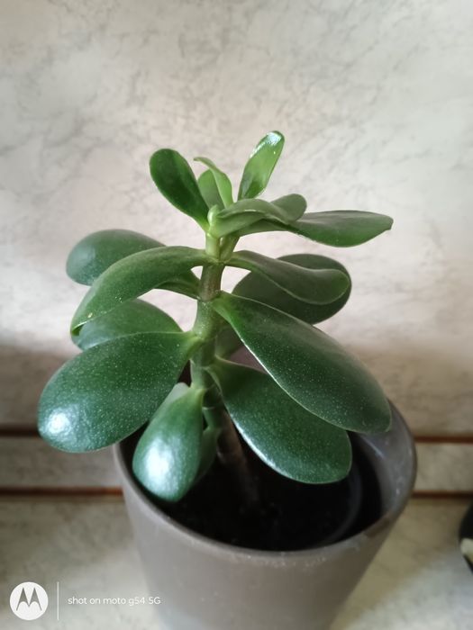 Красула, дървото на живота,различни по възраст,размерикрасиви растения