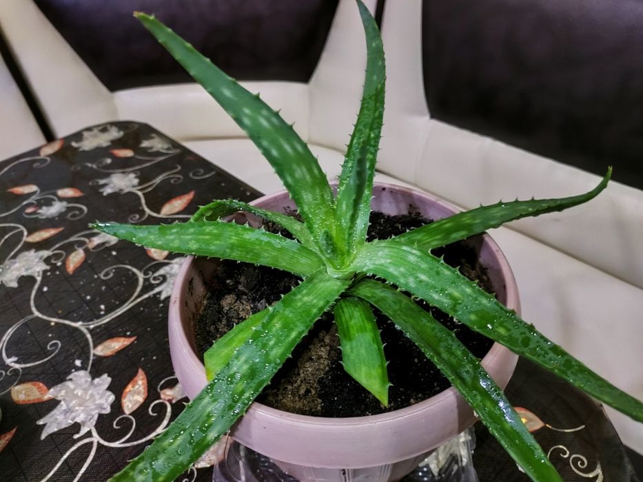 лечебное каланхоэ, алоэ. доставка