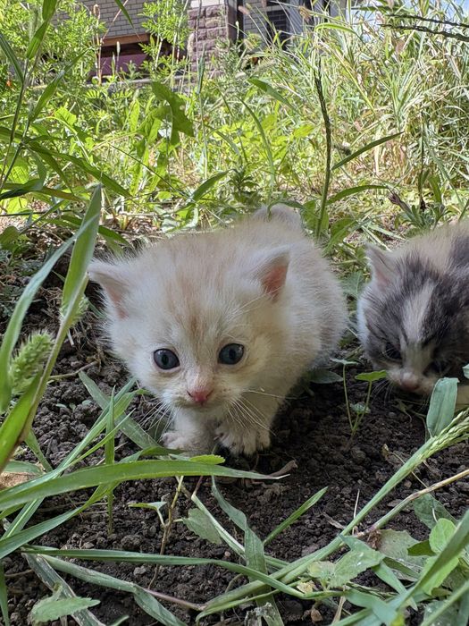Отдам котят в хорошие руки