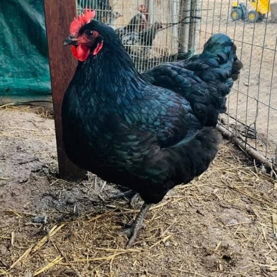 Australorp zotli tovuq tuxumlari sotiladi.