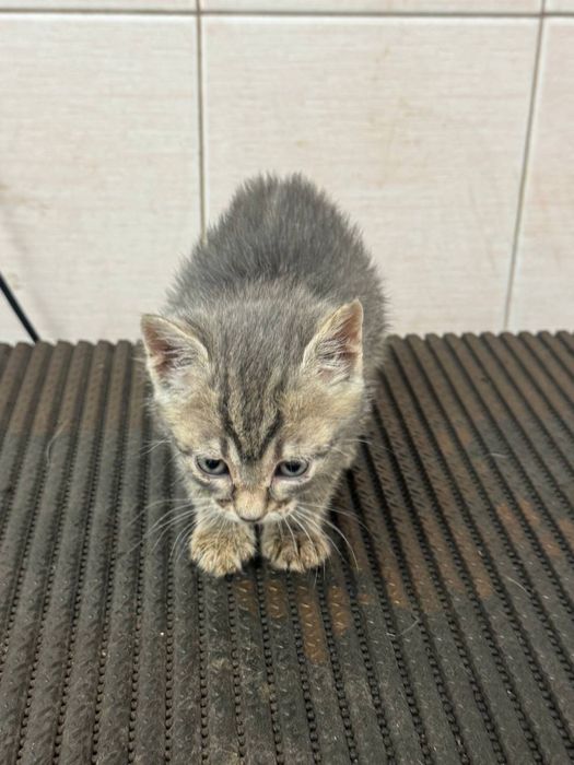 ПОДАРЯВАМЕ ВАКСИНИРАНО ЖЕНСКО КОТЕ с хигиенни навици