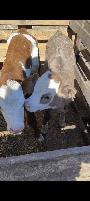 vitalusi sugari de 10 zile