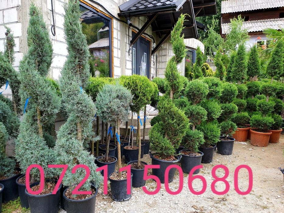 Poze reale 100 % / Palmieri, pon pon, bonsai, buxus glob, tuia spirala
