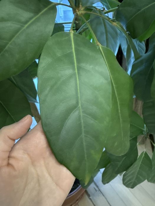 дерево цветок длмашний