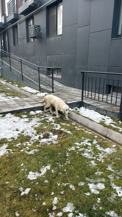 Найдена собака лабродор ретривера