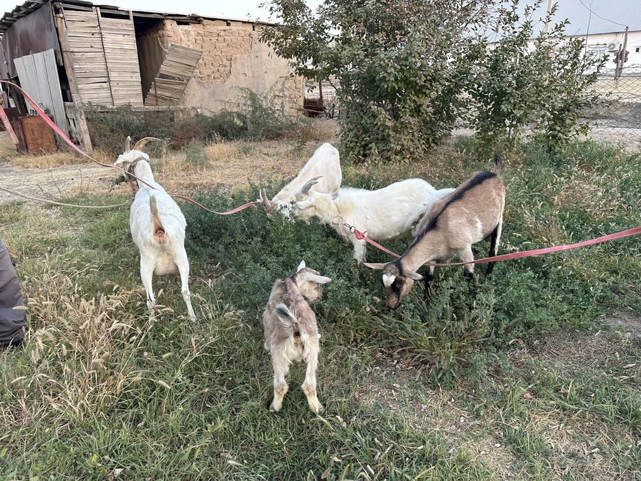 Ешкі Коза сатылады