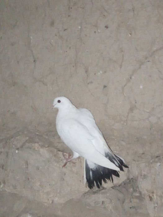 Кептер сатыладыы