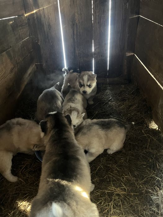 Продам щенят хасски