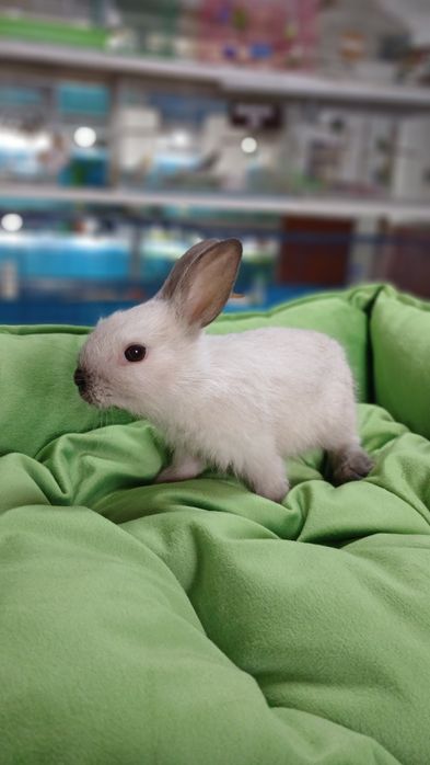 Декоративный кролик