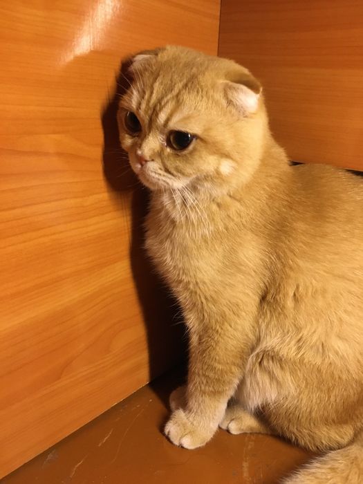 Vyazka scottish fold zolotoy shinchila