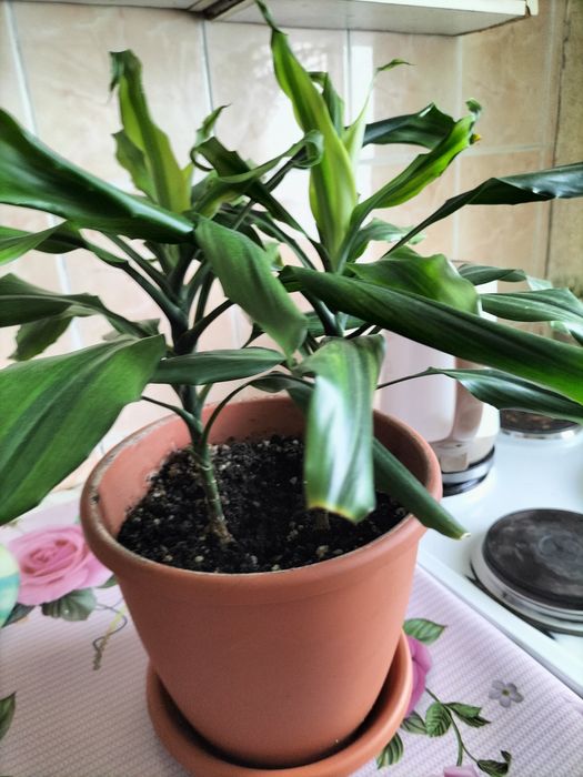 Продам фикус 5000. Драцена -2 деревца -6000