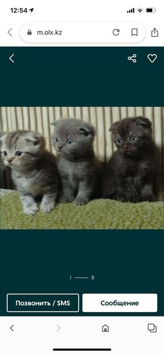 Шотландские котята 25000