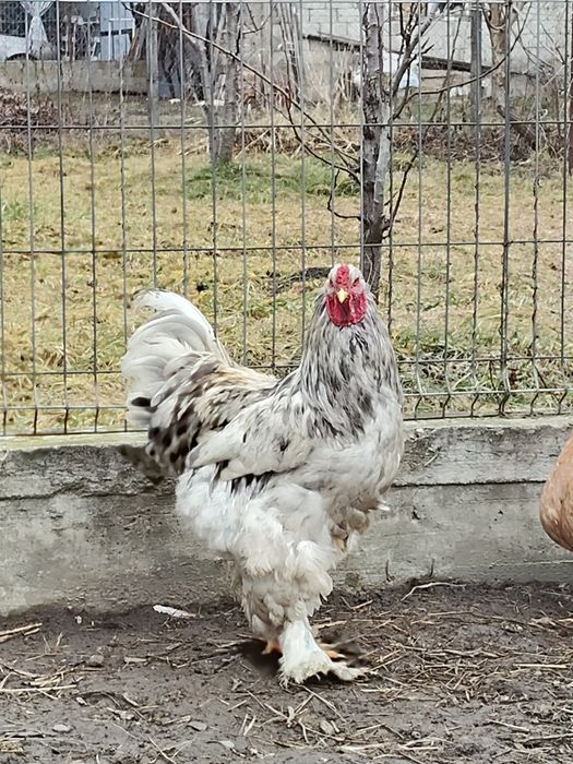 Cocos brahma de vanzare