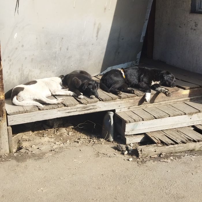 Срочно отдадим щенков