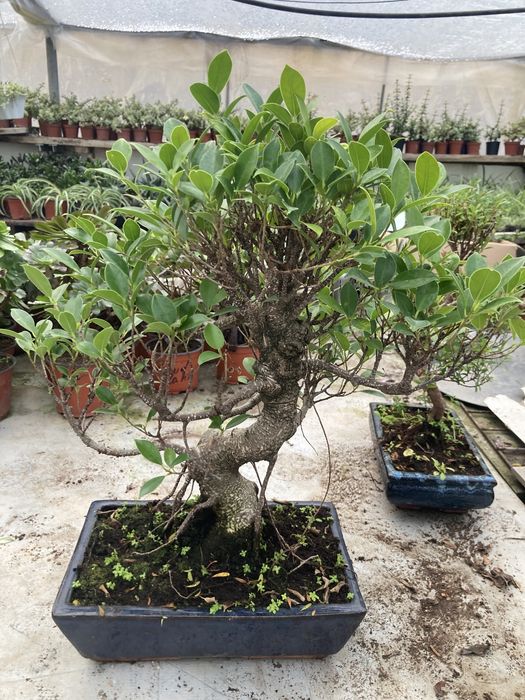 Бонсай Фикус Retusa
