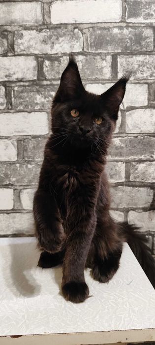 Main Coon pui cu acte