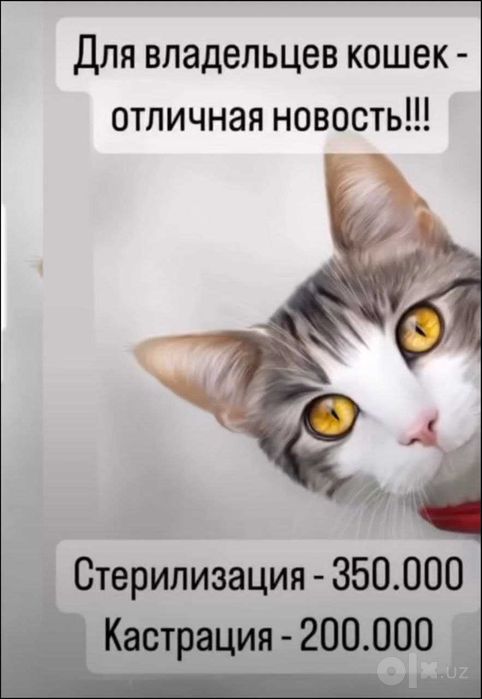 Ветеринарная служба. Ветеринар 24.7