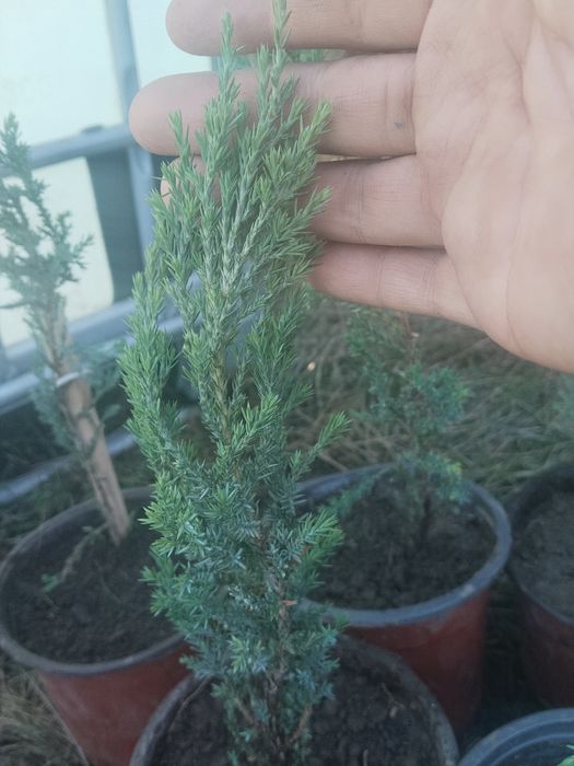 Можевельник Блю Эрроу