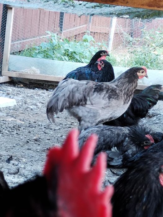 Cocosi și găini diferite rase