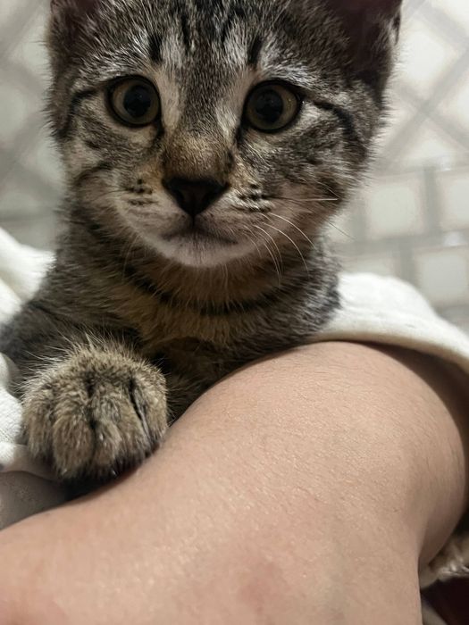 Отдам даром котенок девочка 3 месяца