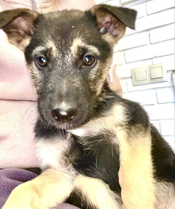 Отдадим щенков в хорошие руки