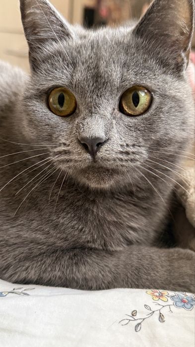 Британская Кошка