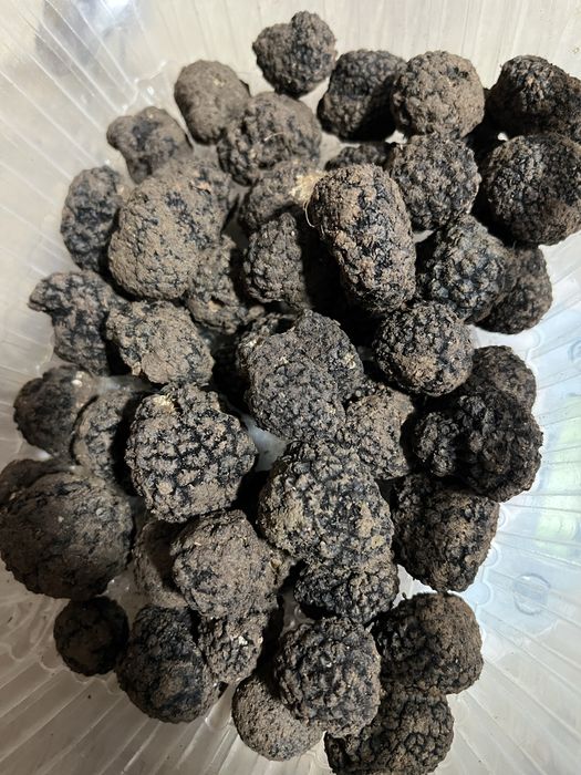 Trufe negre de iarnă