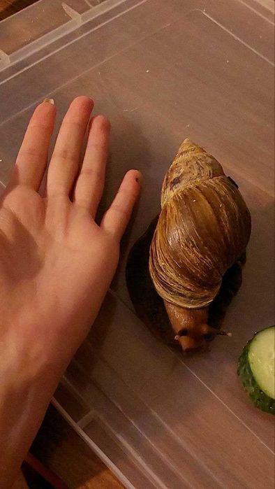 УЛИТКИ ахатины бесплатно