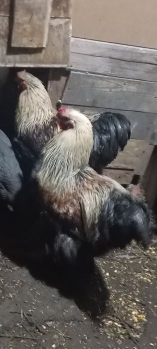 Cocoș brahma silver orange