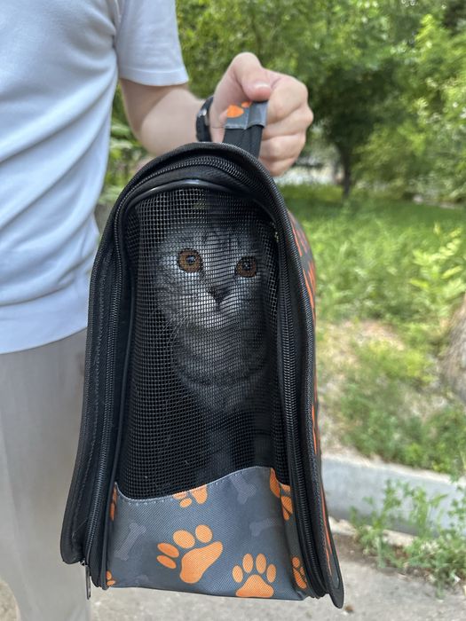 Scottish fold sotiladi