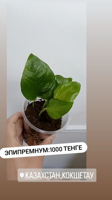 Комнатные цветы по 1000 тенге
