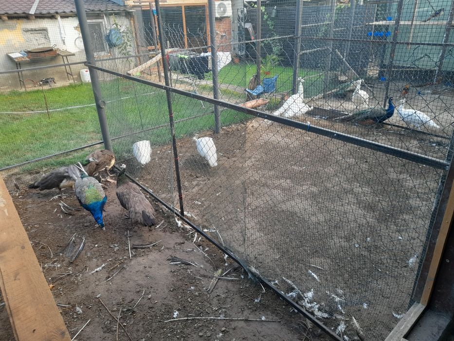 Vand pauni maturi/tineri/pui