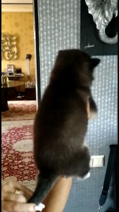 Сибирская хаски!