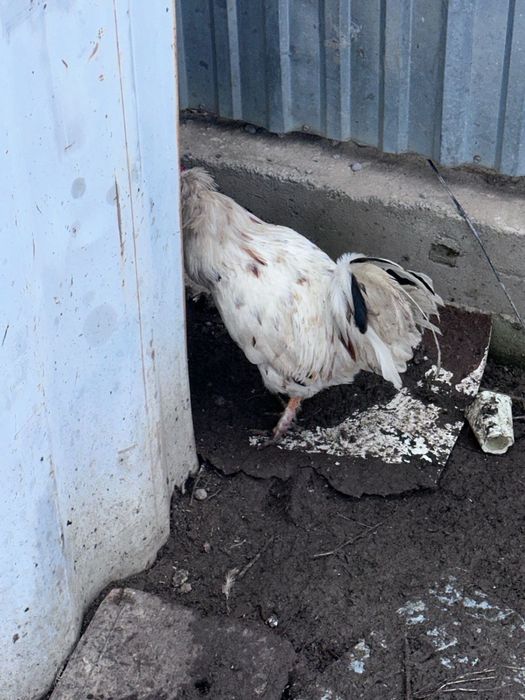 Срочно продается петухи!