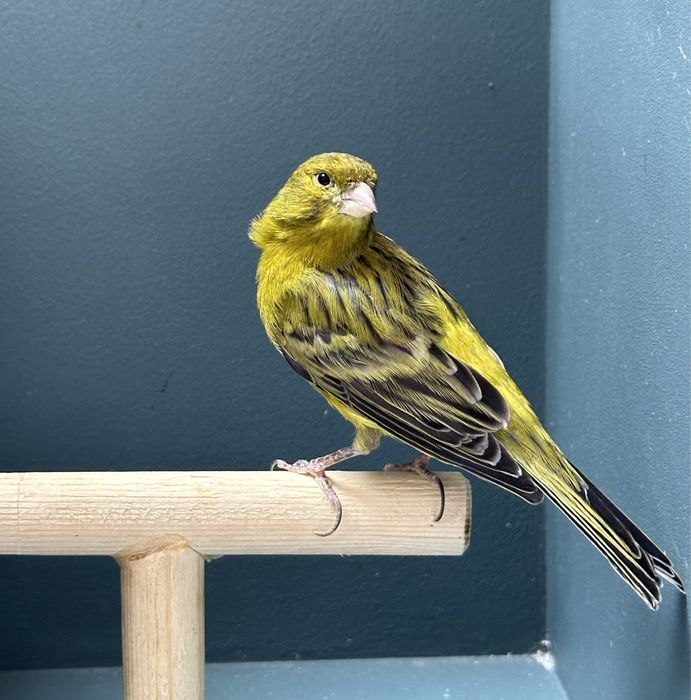 Канарейки (кенар)