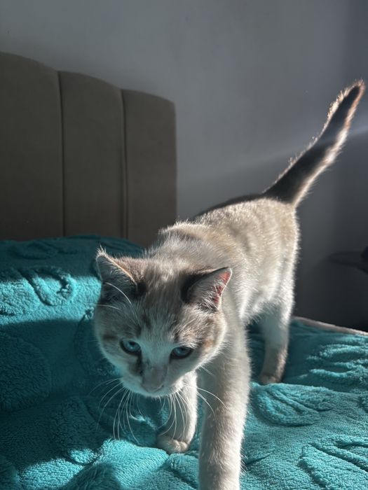 Котенок 5-6 месяцев