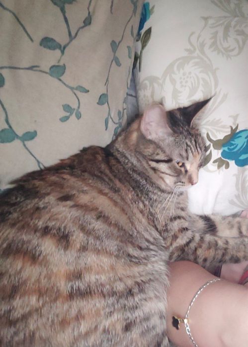 Пристраиваю кошек в добрые руки Бухара