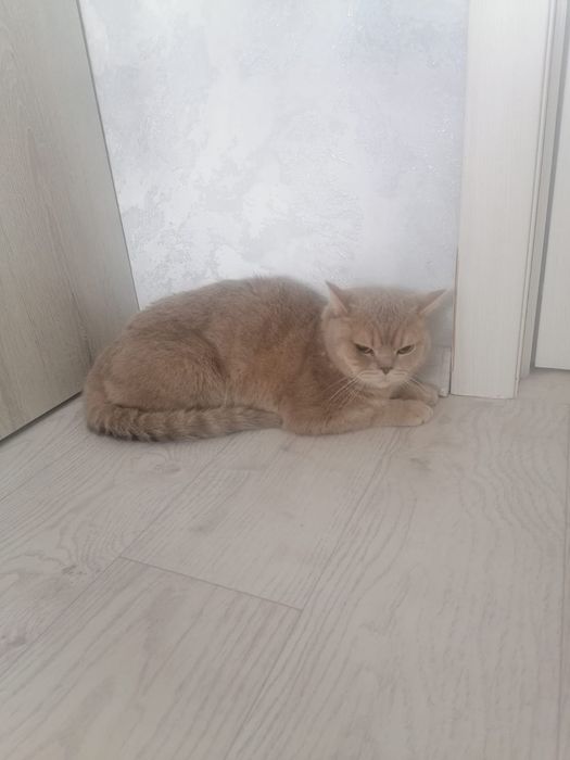 Кот Прямоухий шотландец