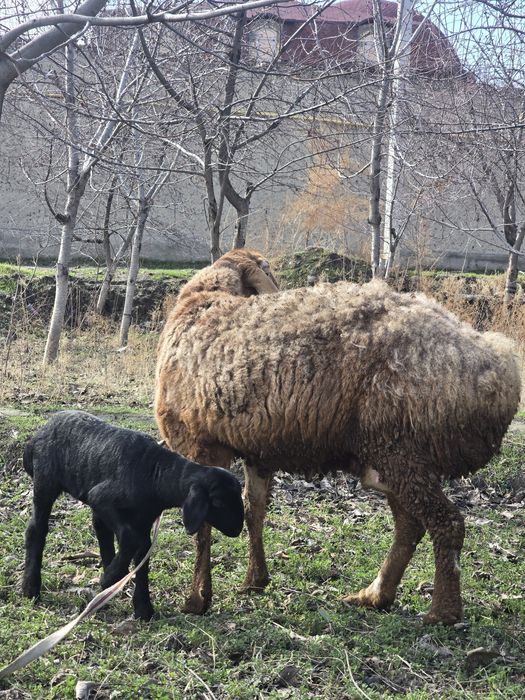 Ona bola q'o'y sotiladi