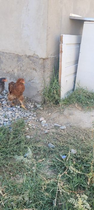 Продам куры ... домашних