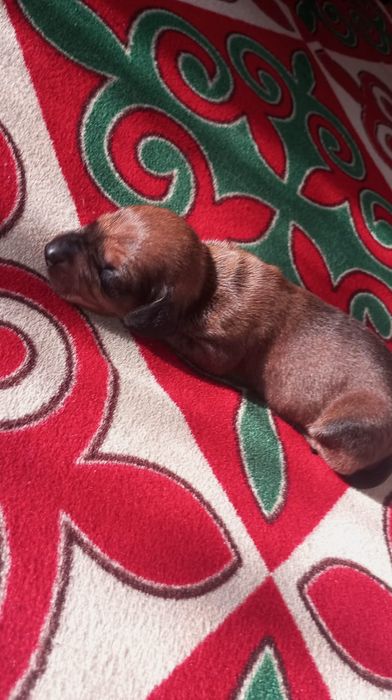 Щенки таксы бронь