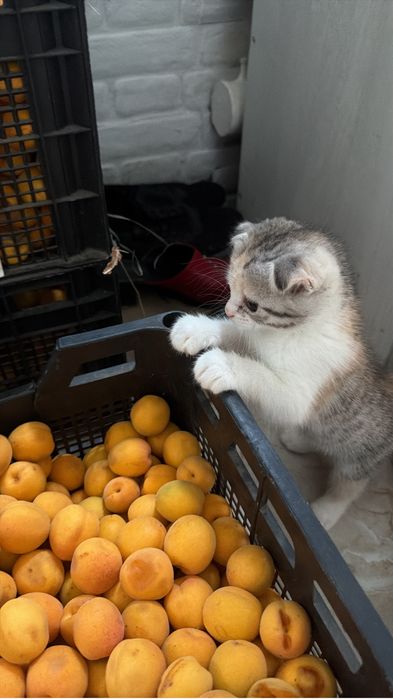 Котёнок вислоухий шотландец