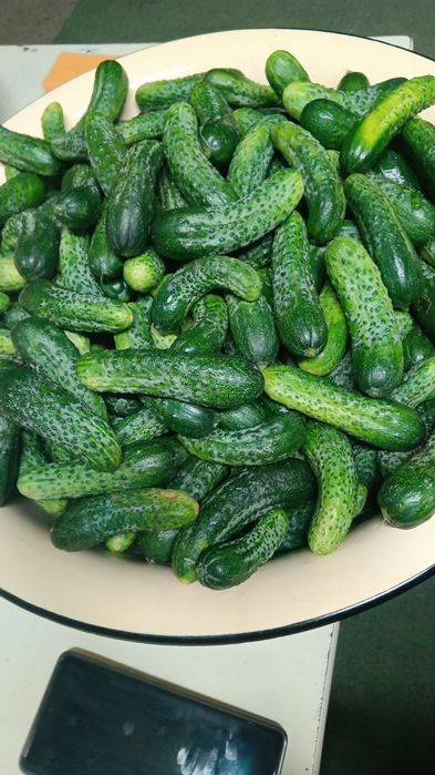 Продам домашние огурцы маринованные