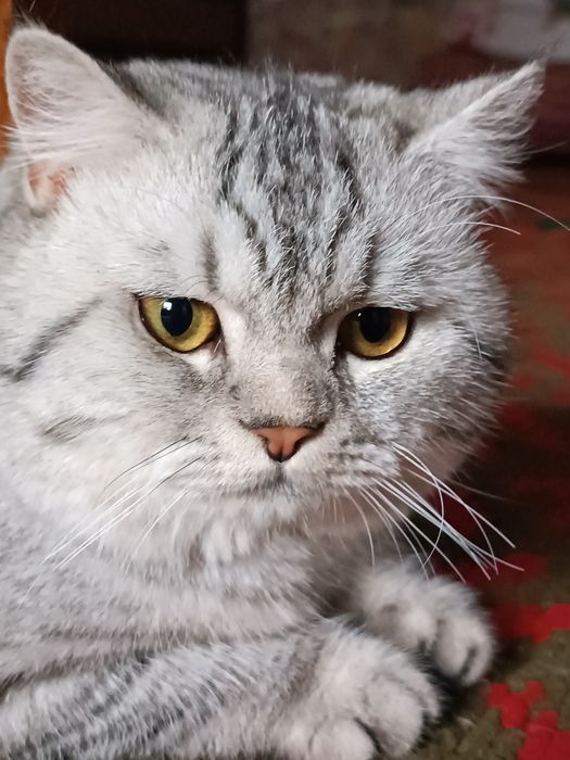 Мушук вязка учун